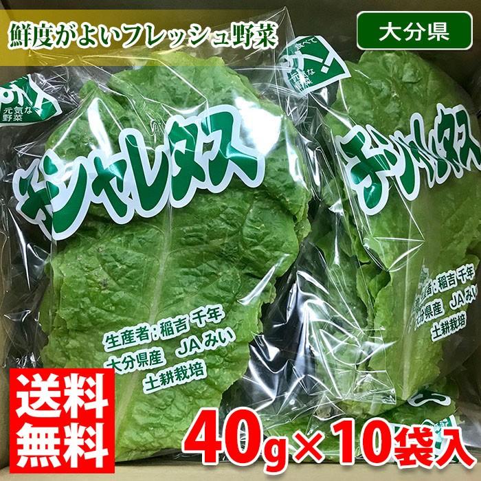 送料無料 大分県産 チシャレタス 約40g 10袋入り 箱 生鮮卸売市場 通販 Yahoo ショッピング