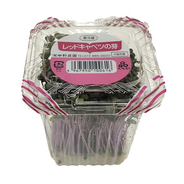 大阪府産 レッドキャベツの芽 10個入り 箱 生鮮卸売市場 通販 Yahoo ショッピング