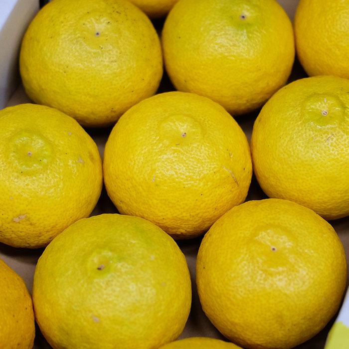 高知県産 黄色ゆず （黄色柚子） 優品以上 10〜15玉入り 約1.3kg