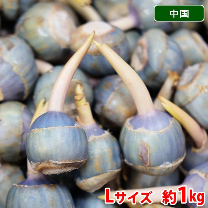 くわい　L 1600g 9000円 中国産 くわい（クワイ・慈姑） Lサイズ 約1kg 袋入り : 生鮮卸売市場