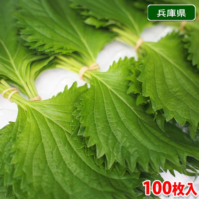 兵庫県産 大葉 100枚入（パック） : 生鮮卸売市場 - 通販 - Yahoo