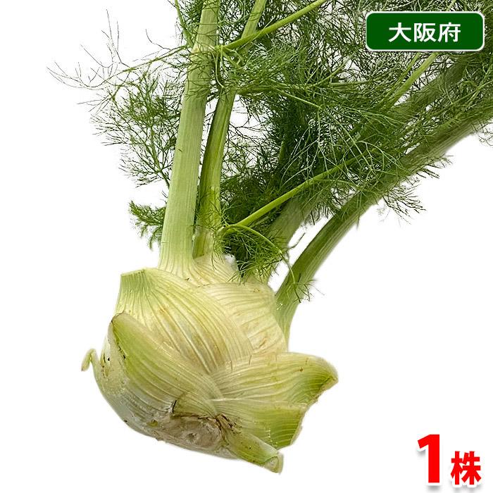 大阪府産 フェンネル 1株 国産 食用 ハーブ : 生鮮卸売市場 - 通販