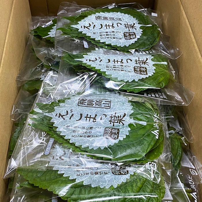 岐阜県産他 えごまっ葉 （えごまの葉） AL等級 10枚入り : 生鮮卸売
