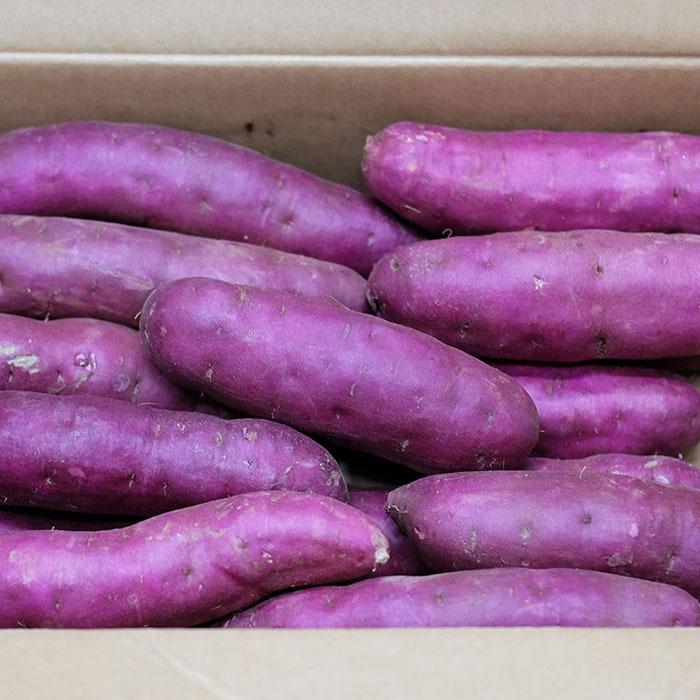 千葉県産（JAかとり）さつまいも 千葉むらさき 秀品 Mサイズ 約4.5kg