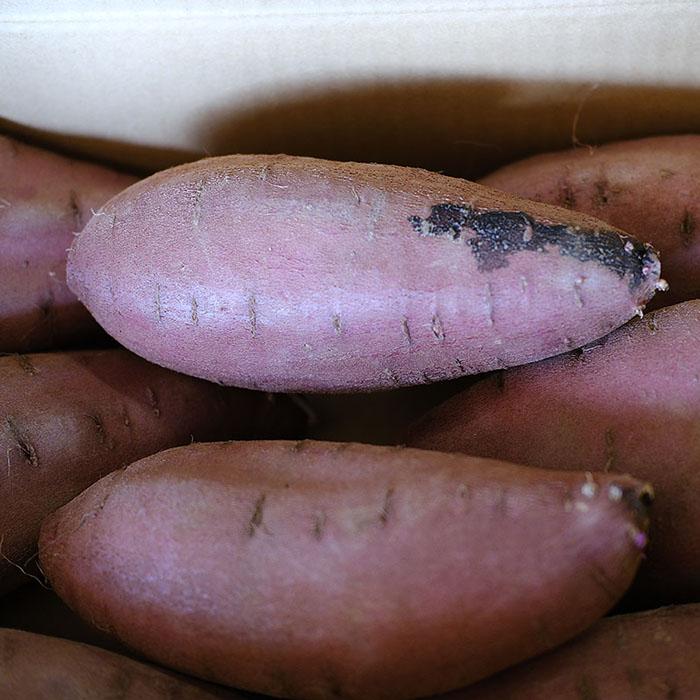 茨城県産 （マルデ） さつまいも 栗かぐや A等級 2Lサイズ 約5kg (約8