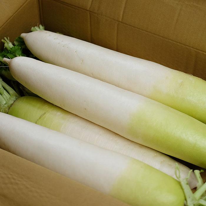 長崎県産他 大根 （だいこん） 2L〜3Lサイズ 7〜8本入り 約10kg （箱