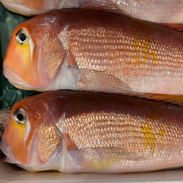 徳島県産他 アカアマダイ 1尾 大サイズ （約800g〜1kg） 国産 赤