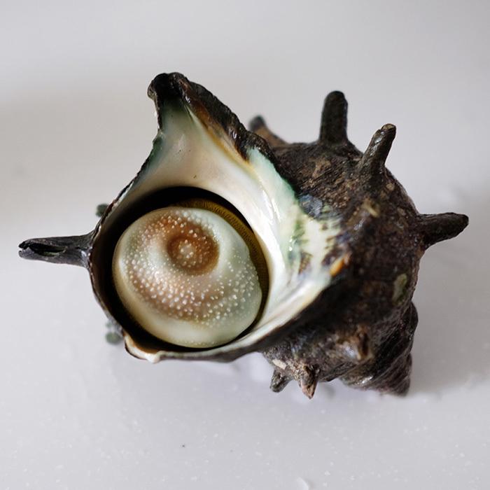 愛媛県産他 （活） サザエ 大サイズ 約1kg （4〜6個） 1個当り：180