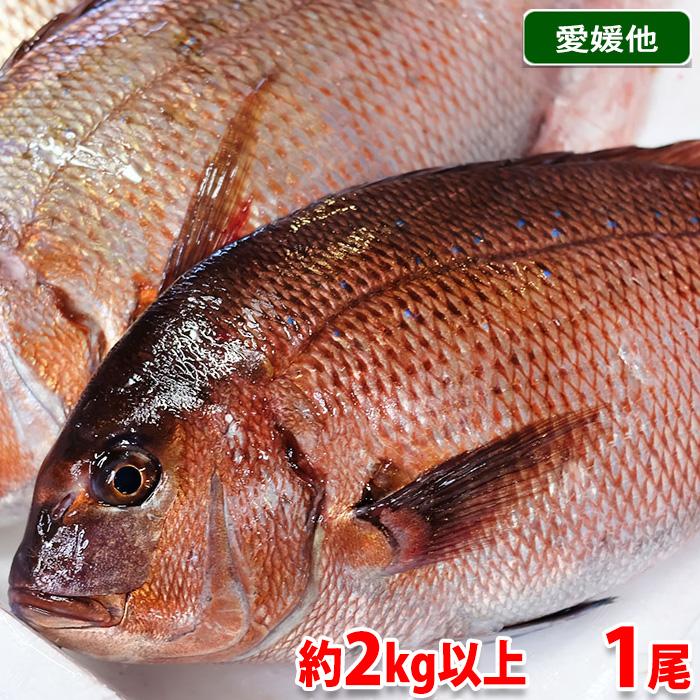 愛媛県産他 養殖 真鯛 （マダイ） 活き 1尾 約2kg以上（約2kg〜2.5kg前後） 魚処理サービス有り 〆 国産 鯛 タイ : 生鮮卸売 ...