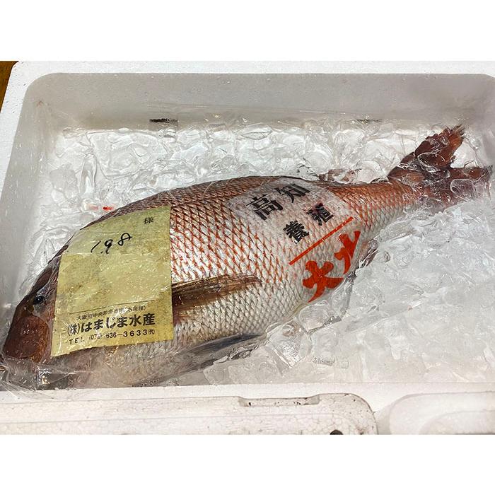 愛媛県産他 養殖 真鯛 （マダイ） 活き 1尾 約1kg未満（約800g〜900g