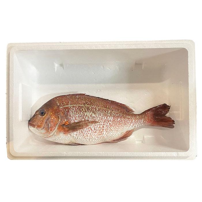 愛媛県産他 養殖 真鯛 (マダイ) 活き 1尾 約1.5kg以上(約1.5 愛媛県産他 養殖 真鯛 (マダイ) 活き 1尾 約1.5kg以上(約1.5