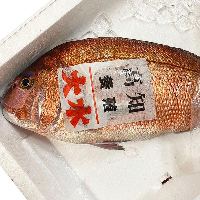 愛媛県産他 養殖 真鯛 (マダイ) 活き 1尾 約1.5kg以上(約1.5 愛媛県産他 養殖 真鯛 (マダイ) 活き 1尾 約1.5kg以上(約1.5