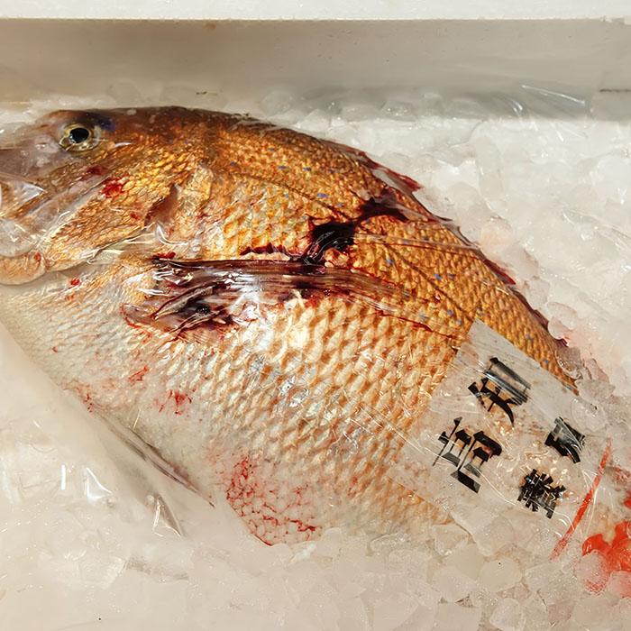 愛媛県産他 養殖 真鯛 (マダイ) 活き 1尾 約1.5kg以上(約1.5 愛媛県産他 養殖 真鯛 (マダイ) 活き 1尾 約1.5kg以上(約1.5
