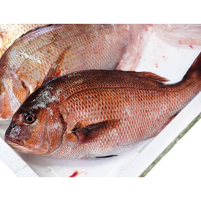 愛媛県産他 養殖 真鯛 (マダイ) 活き 1尾 約1.5kg以上(約1.5 愛媛県産他 養殖 真鯛 (マダイ) 活き 1尾 約1.5kg以上(約1.5
