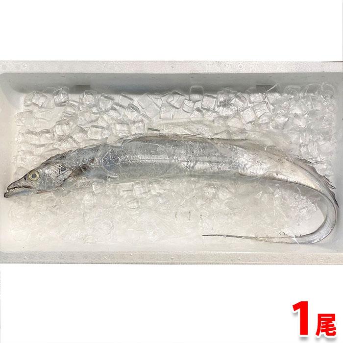 兵庫県産他 太刀魚 タチウオ 約1kgサイズ 1尾 生鮮卸売市場 通販 Yahoo ショッピング