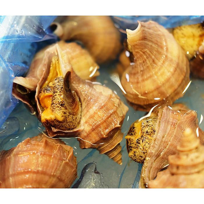 北海道産 （活） 真ツブ貝 約1kg （5〜6個） : 生鮮卸売市場 - 通販