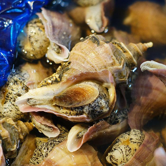 北海道産 （活） 真ツブ貝 約1kg （5〜6個） : 生鮮卸売市場 - 通販