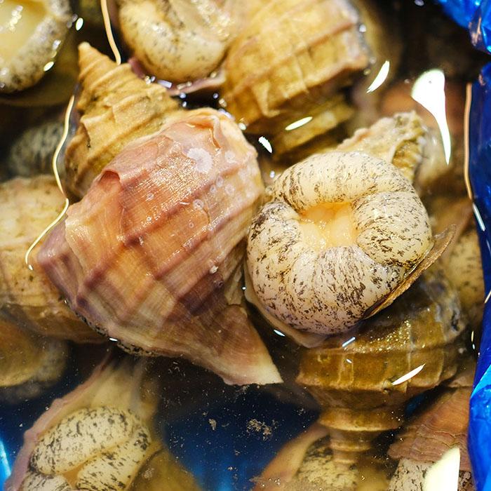 北海道産 （活） 真ツブ貝 約1kg （5〜6個） : 生鮮卸売市場 - 通販