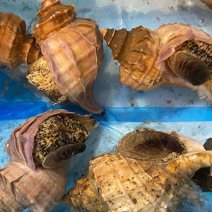 北海道産 （活） 真ツブ貝 約1kg （5〜6個） : 生鮮卸売市場 - 通販