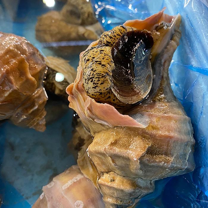 北海道産 （活） 真ツブ貝 約1kg （5〜6個） : 生鮮卸売市場 - 通販
