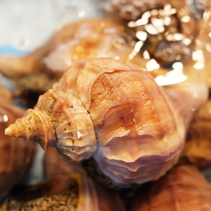 北海道産 （活） 真ツブ貝 約1kg （5〜6個） : 生鮮卸売市場 - 通販