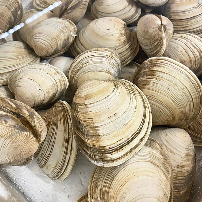 千葉県産 ホンビノス貝 白はまぐり 約1kg 生鮮卸売市場 通販 Yahoo ショッピング