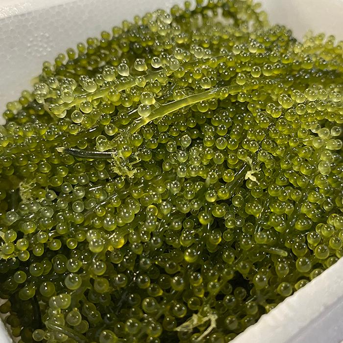 【衝撃価格】鮮度抜群！やんばる産海ぶどう茎付2000g 海ぶどう茎なしセット（ポンズ1本付き） - 沖縄県東村｜ふるさと