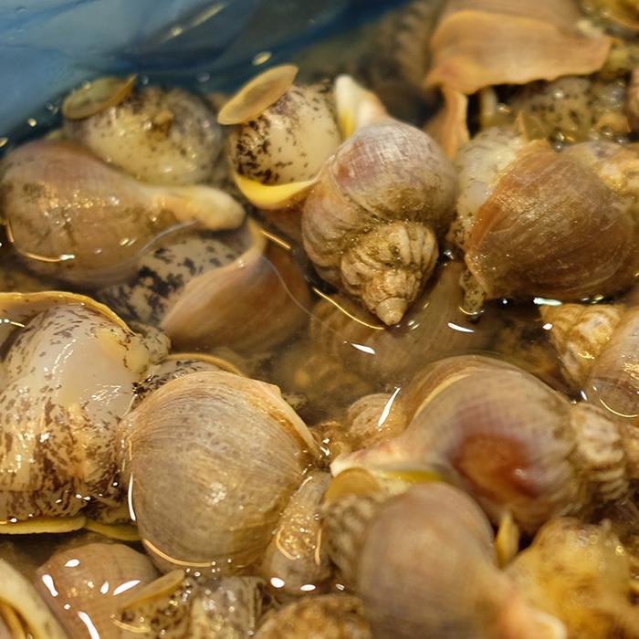 北海道産 （活） 磯つぶ貝 約1kg : 生鮮卸売市場 - 通販 - Yahoo