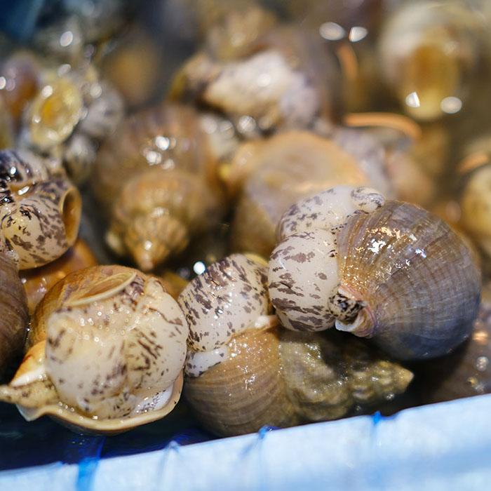 北海道産 （活） 磯つぶ貝 約1kg : 生鮮卸売市場 - 通販 - Yahoo