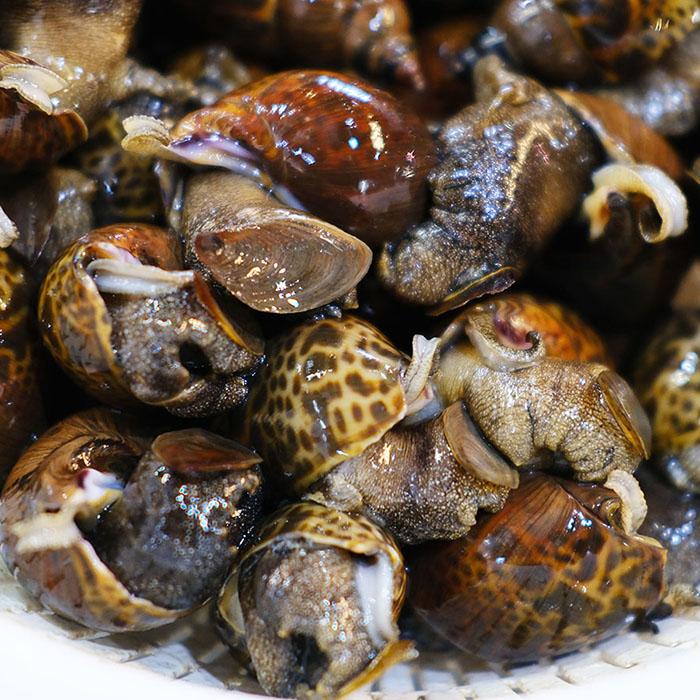 熊本県産他 （活） ばい貝 （黒バイ貝） 約1kg : 生鮮卸売市場 - 通販
