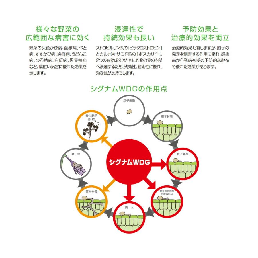 送料無料 ポスト投函 BASF(/A) シグナムWDG　100ｇ　うどんこ病　炭疽病　つる枯病　すすかび病　灰色かび病　菌核病べと病などの殺菌剤｜proshopdate15｜02