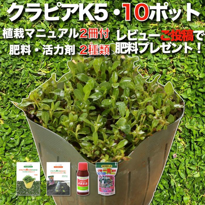 クラピア K5 9cmポット苗 10鉢 すくすくセット 薄桃品種 イワダレソウ改良種 肥料メネデール付 グランドカバー 多年草 下草 薄ピンクの花 ほふく性 庭 | 