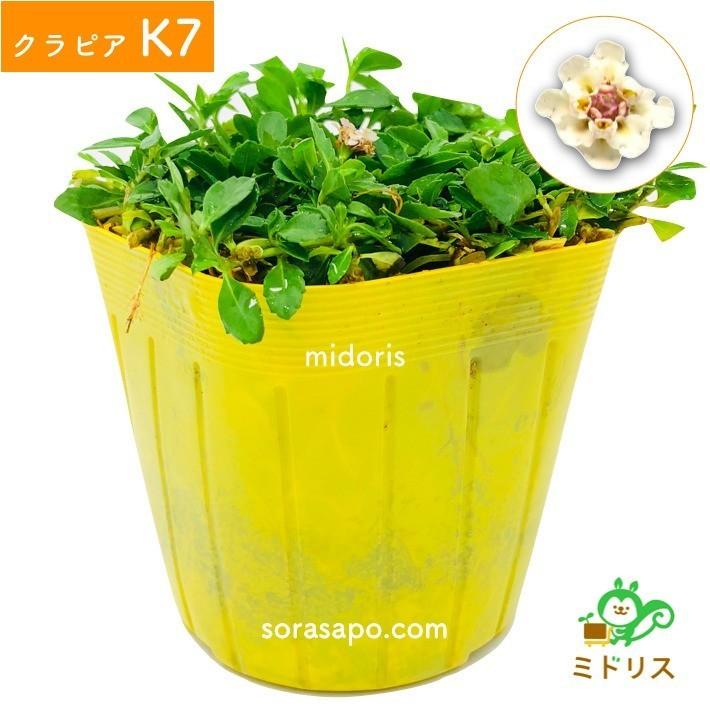 クラピア K7 9cmポット苗 10鉢 ミドリスすくすくセット 肥料メネデール付 白色品種 グランドカバー 下草 多年草 白の花 ほふく性 イワダレソウ改良種 |  | 02