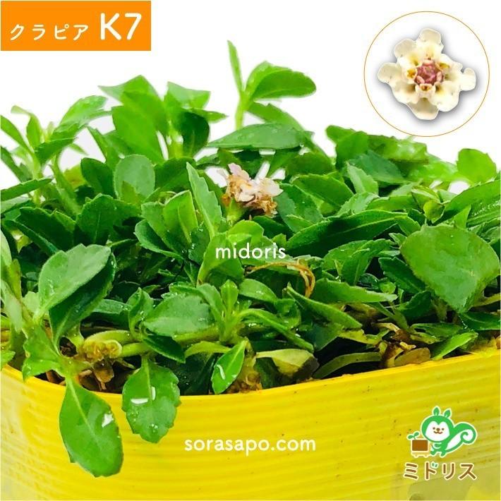 クラピア K7 9cmポット苗 10鉢 ミドリスすくすくセット 肥料メネデール付 白色品種 グランドカバー 下草 多年草 白の花 ほふく性 イワダレソウ改良種 |  | 04
