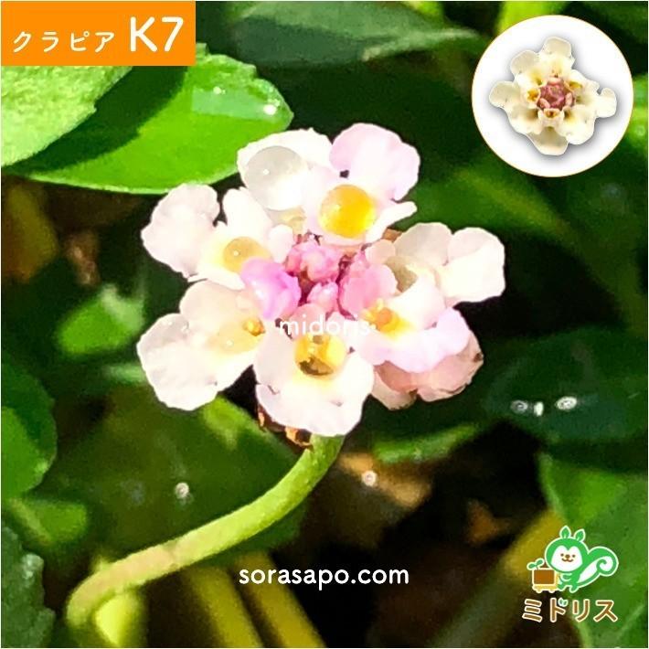 クラピア K7 9cmポット苗 10鉢 ミドリスすくすくセット 肥料メネデール付 白色品種 グランドカバー 下草 多年草 白の花 ほふく性 イワダレソウ改良種 |  | 06