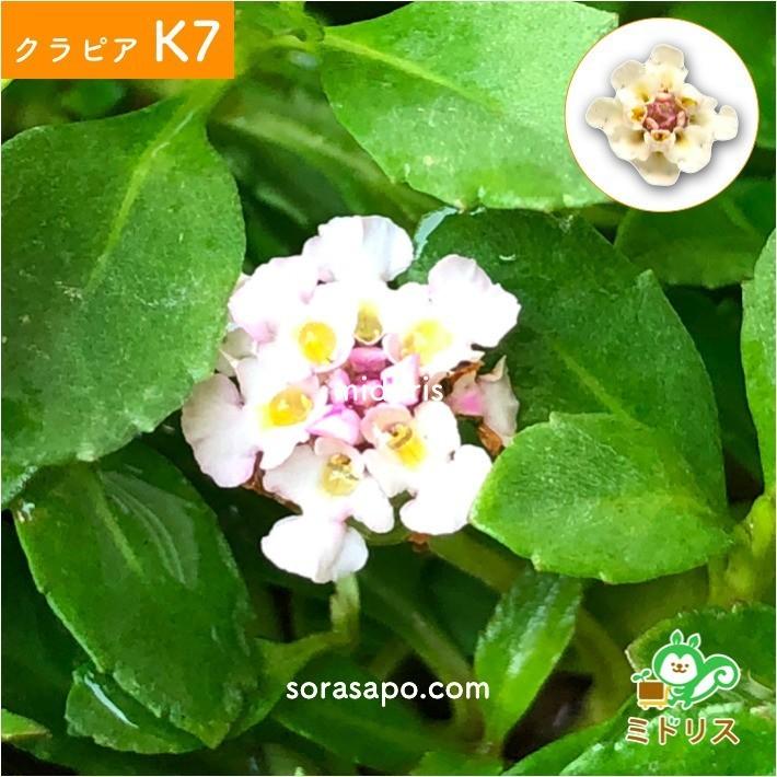 クラピア K7 9cmポット苗 10鉢 ミドリスすくすくセット 肥料メネデール付 白色品種 グランドカバー 下草 多年草 白の花 ほふく性 イワダレソウ改良種 |  | 07
