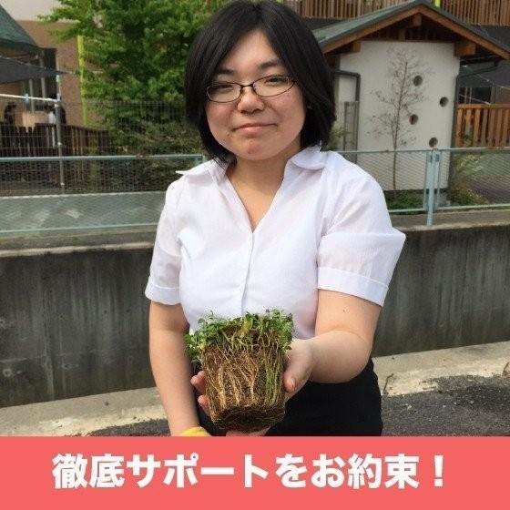 予約商品 クラピア K5 9cmポット苗 20鉢 すくすくセット 薄桃品種 イワダレソウ改良種 肥料メネデール付 グランドカバー 多年草 薄ピンクの花 ほふく性 宿根草 |  | 05