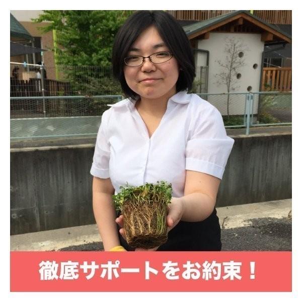 予約商品 クラピア K7 9cmポット苗 20鉢 ミドリスすくすくセット 白色品種 イワダレソウ改良種 肥料メネデール付 グランドカバー 下草 多年草 白の花 ほふく性 |  | 07