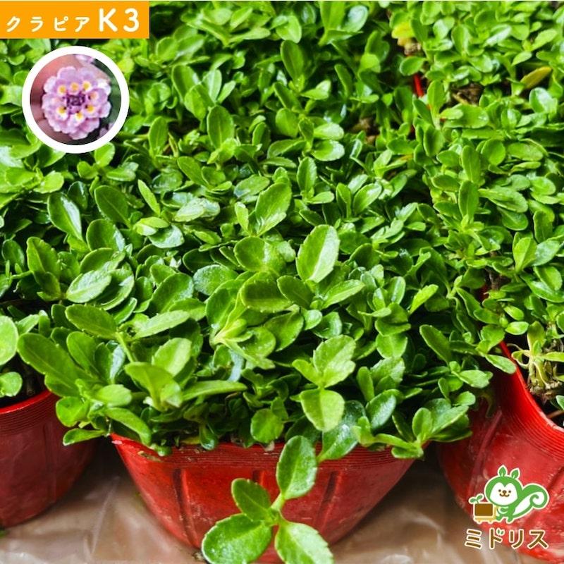 予約商品 クラピア K3 9cmポット苗 40鉢セット ピンク品種 イワダレソウ改良種 植栽マニュアル付き グランドカバー 多年草 下草 ピンクの花 ほふく性 庭 |  | 03