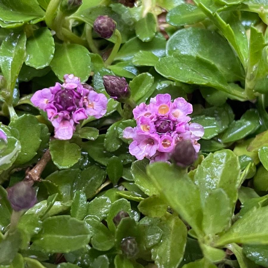 予約商品 クラピア K3 9cmポット苗 40鉢セット ピンク品種 イワダレソウ改良種 植栽マニュアル付き グランドカバー 多年草 下草 ピンクの花 ほふく性 庭 |  | 08