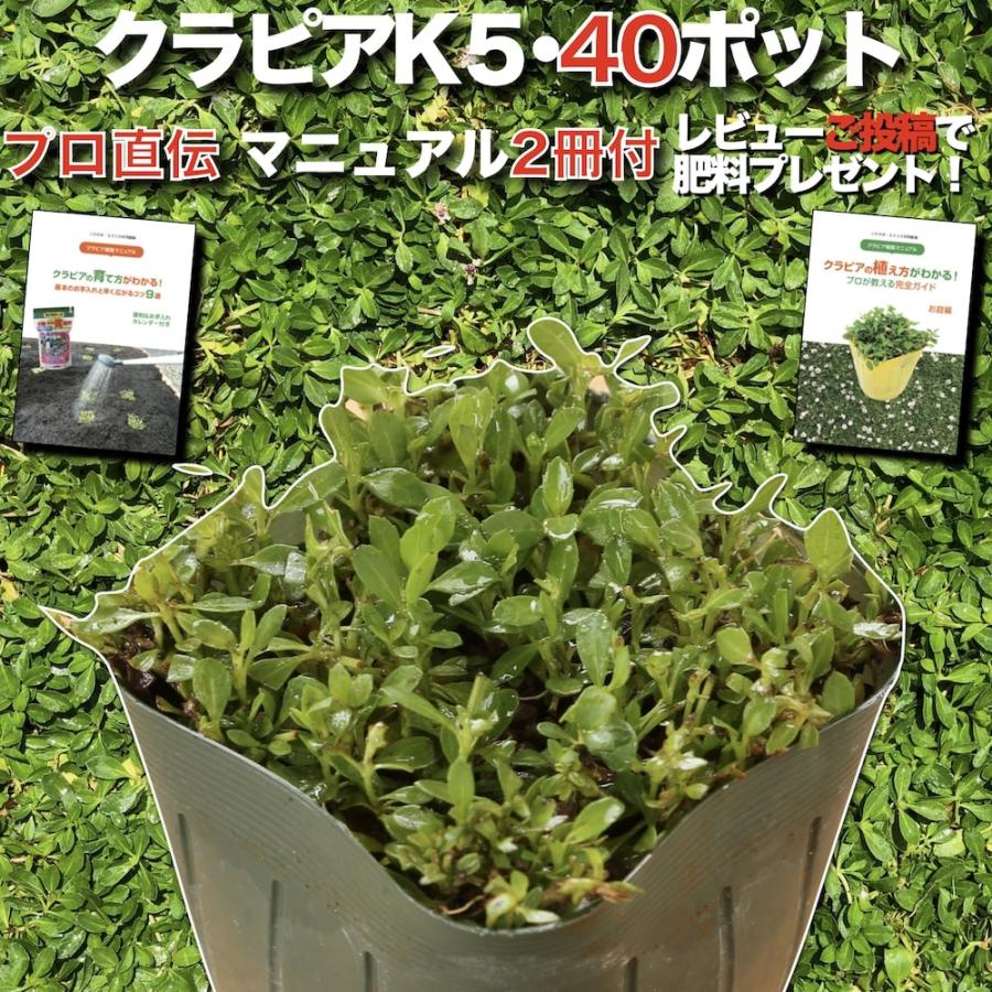 クラピア K5 当季大流行 薄桃 9cmポット苗 40鉢セット 雑草対策 ミドリス 送料無料 完全植栽マニュアル付き