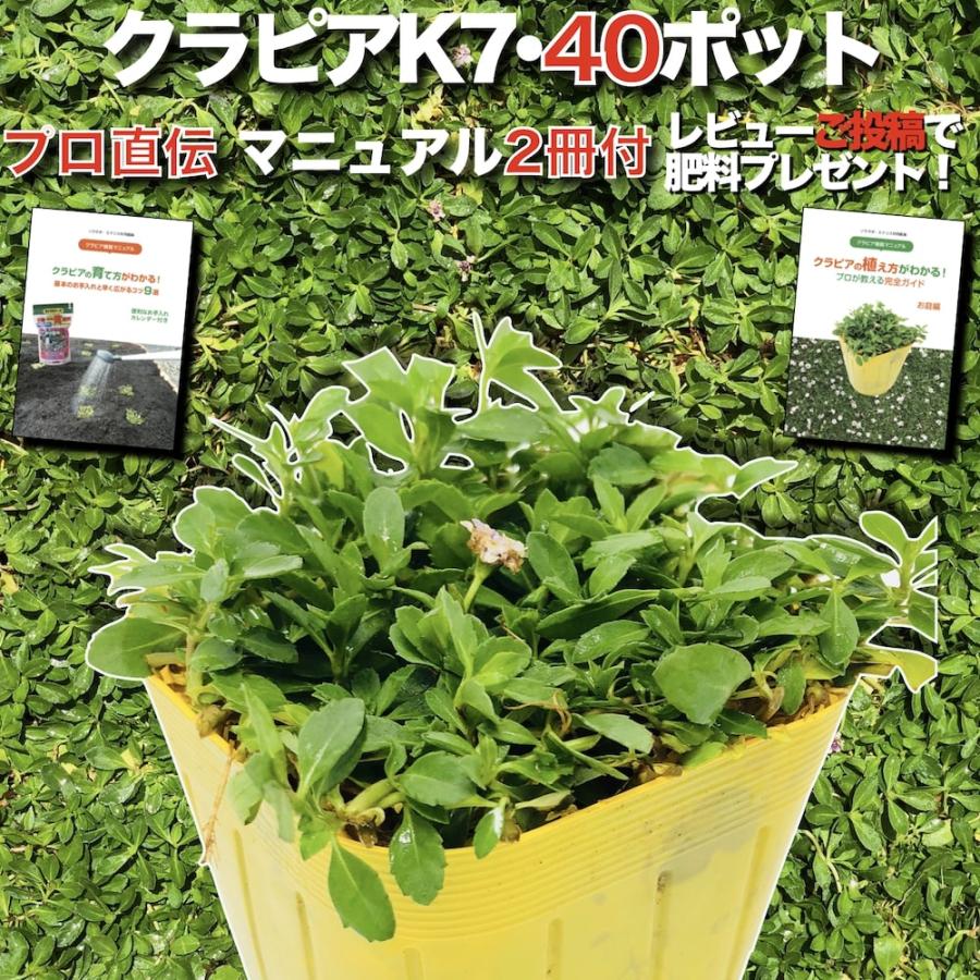 クラピア K7 9cmポット苗 40株 白色品種 植栽マニュアル付 グランドカバー 下草 多年草 白の花 ほふく性 イワダレソウ改良種 庭 雑草対策 | 