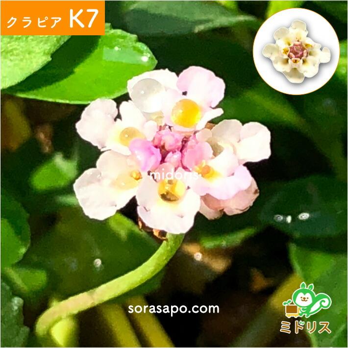 クラピア K7 9cmポット苗 40株 白色品種 植栽マニュアル付 グランドカバー 下草 多年草 白の花 ほふく性 イワダレソウ改良種 庭 雑草対策 |  | 09