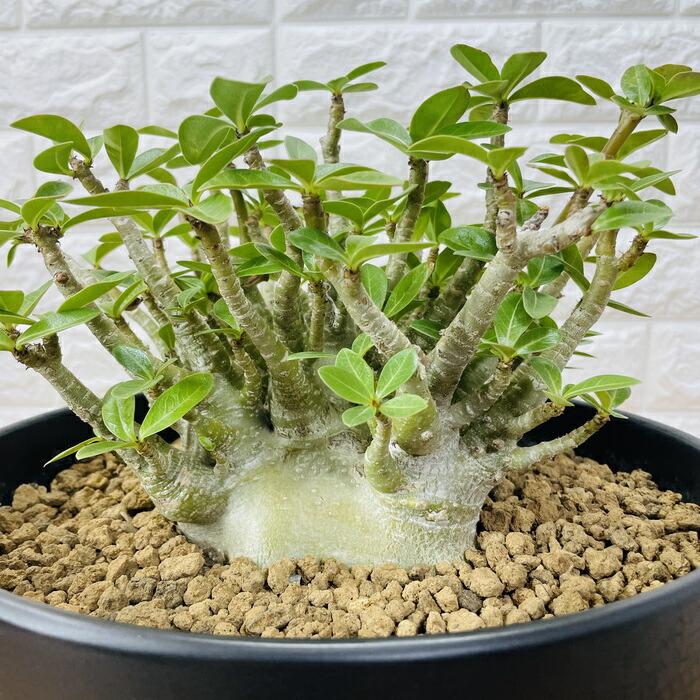 塊根植物 切り替え アデニウム・アラビカム （鉢付き）AD-12
