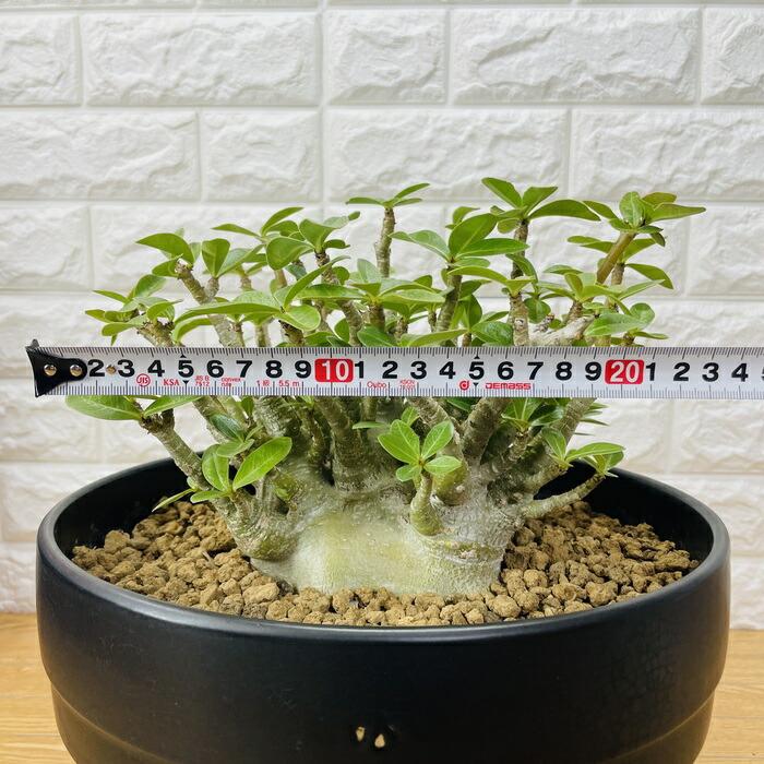 アデニウム アラビカム 10号鉢株 大型 砂漠のバラ 多肉植物 塊根植物