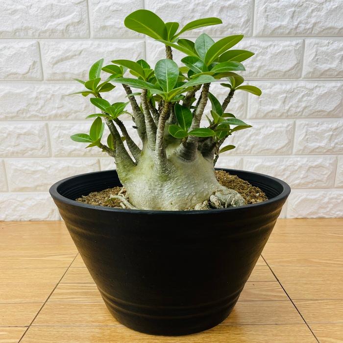 アデニウム アラビカム 9号鉢株 大型 砂漠のバラ 多肉植物 塊根植物 コーデックス 盆栽 観葉植物 アラビクム おしゃれ アデニウム 砂漠のバラ