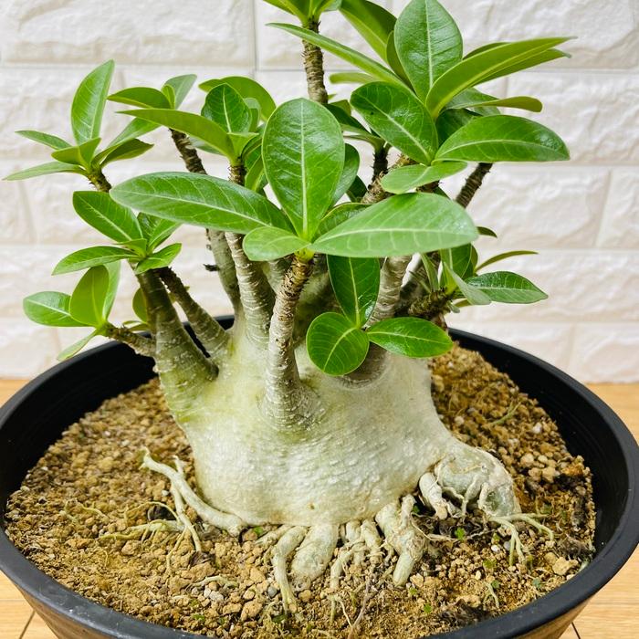 アデニウム アラビカム 9号鉢株 大型 砂漠のバラ 多肉植物 塊根植物 コーデックス 盆栽 観葉植物 アラビクム おしゃれ アデニウム 砂漠のバラ