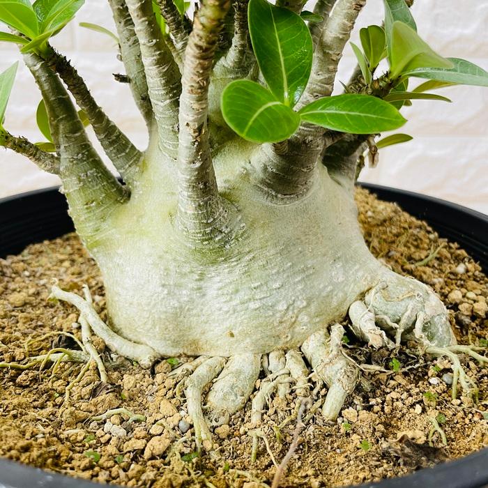 アデニウム アラビカム 9号鉢株 大型 砂漠のバラ 多肉植物 塊根植物 コーデックス 盆栽 観葉植物 アラビクム おしゃれ アデニウム 砂漠のバラ
