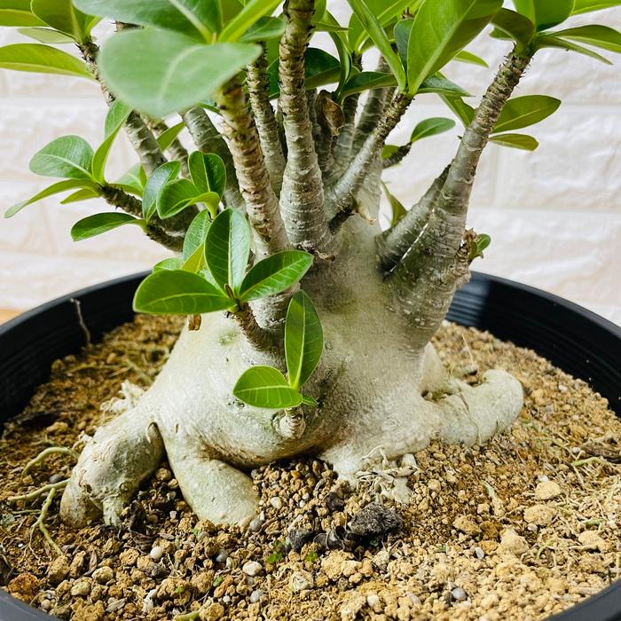アデニウム アラビカム 9号鉢株 大型 砂漠のバラ 多肉植物 塊根植物 コーデックス 盆栽 観葉植物 アラビクム おしゃれ アデニウム 砂漠のバラ