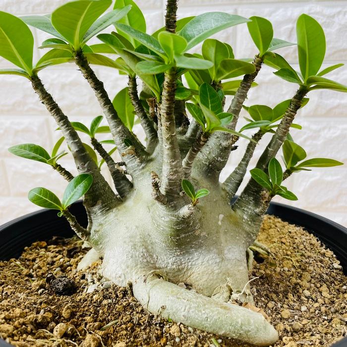 アデニウム アラビカム 9号鉢株 大型 砂漠のバラ 多肉植物 塊根植物 コーデックス 盆栽 観葉植物 アラビクム おしゃれ アデニウム 砂漠のバラ